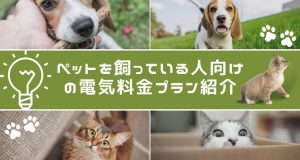 ペットを飼っている人向けの電気料金プラン紹介